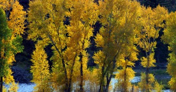 autumn trees in front of blue river
